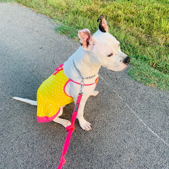 Meet your Posher, Sherkearion - Picture 3 of 10